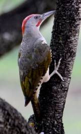 Green Woodpecker