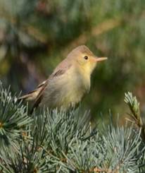 Melodious Warbler