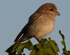 Juvenile Woodchat Shrike