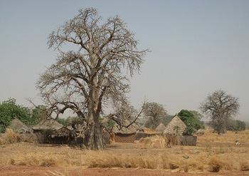 Baobab and Dwellings