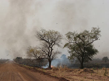 Black Kites and bush fire