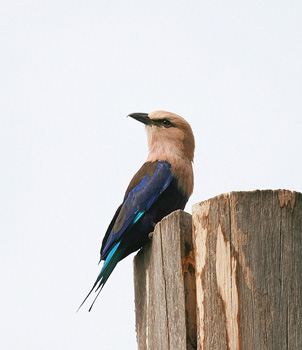 Blue-bellied Roller