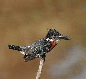 Giant Kingfisher