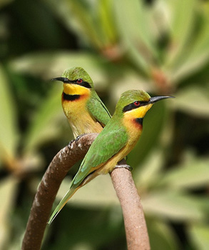 Little Bee-eaters