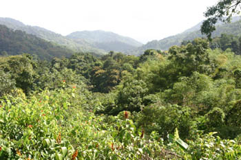 View from Asa Wright veranda