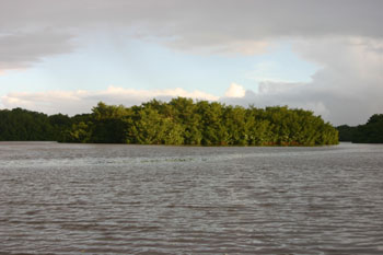 Scarlet Ibis roost Caroni Swamp