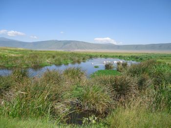 Ngorongoro near Mandusi Swamp