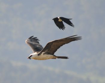 Lammergeier at Oldonyo Sambu