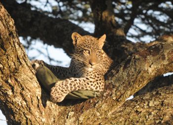 Young Leopard with car seat cover