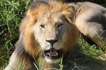 Lion at Lake Manyara on 24th May