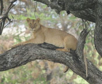 Lioness at Silale Swamp