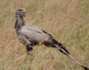 Secretarybird