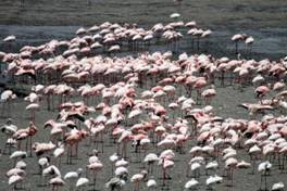 Flamingos at Big Momella Lake