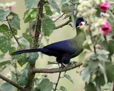 Hartlaub's Turaco - one of a pair seen by the road-side in Arusha NP