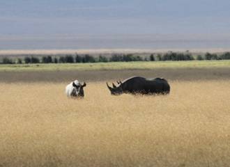 Male and female Black Rhino in the Ngorongora crater