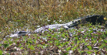 Alligator at Anahuac