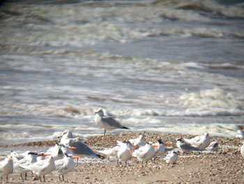 Gulls and Terns near Crystal Beach