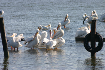 American White Pelicans at Rockport