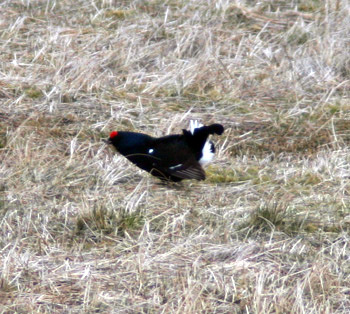 Black Grouse at Lek