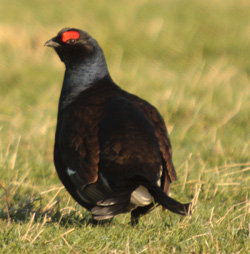 Black Grouse