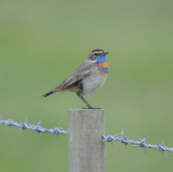 Bluethroat (Red-spotted race) at Straight Lonnen, Holy Island