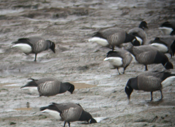 Dark-bellied Brent Geese on Holy Island