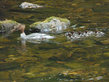 Goosander and young