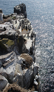 Breeding seabirds on Inner Farne island