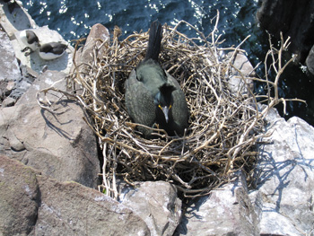 Nesting Shag on Inner Farne