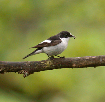 Pied Flycatcher