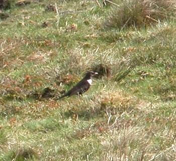 Ring Ouzel