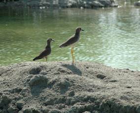 White-tailed Plovers