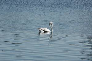 Flamingo at Jebel Ali Golf Course