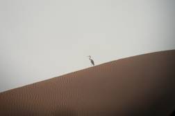 Grey Heron on the sand dunes