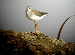 Lesser Yellowlegs