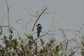 Collared Kingfisher